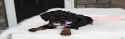 Miniature Poodle dogs for sale: Amber  - Ad 15