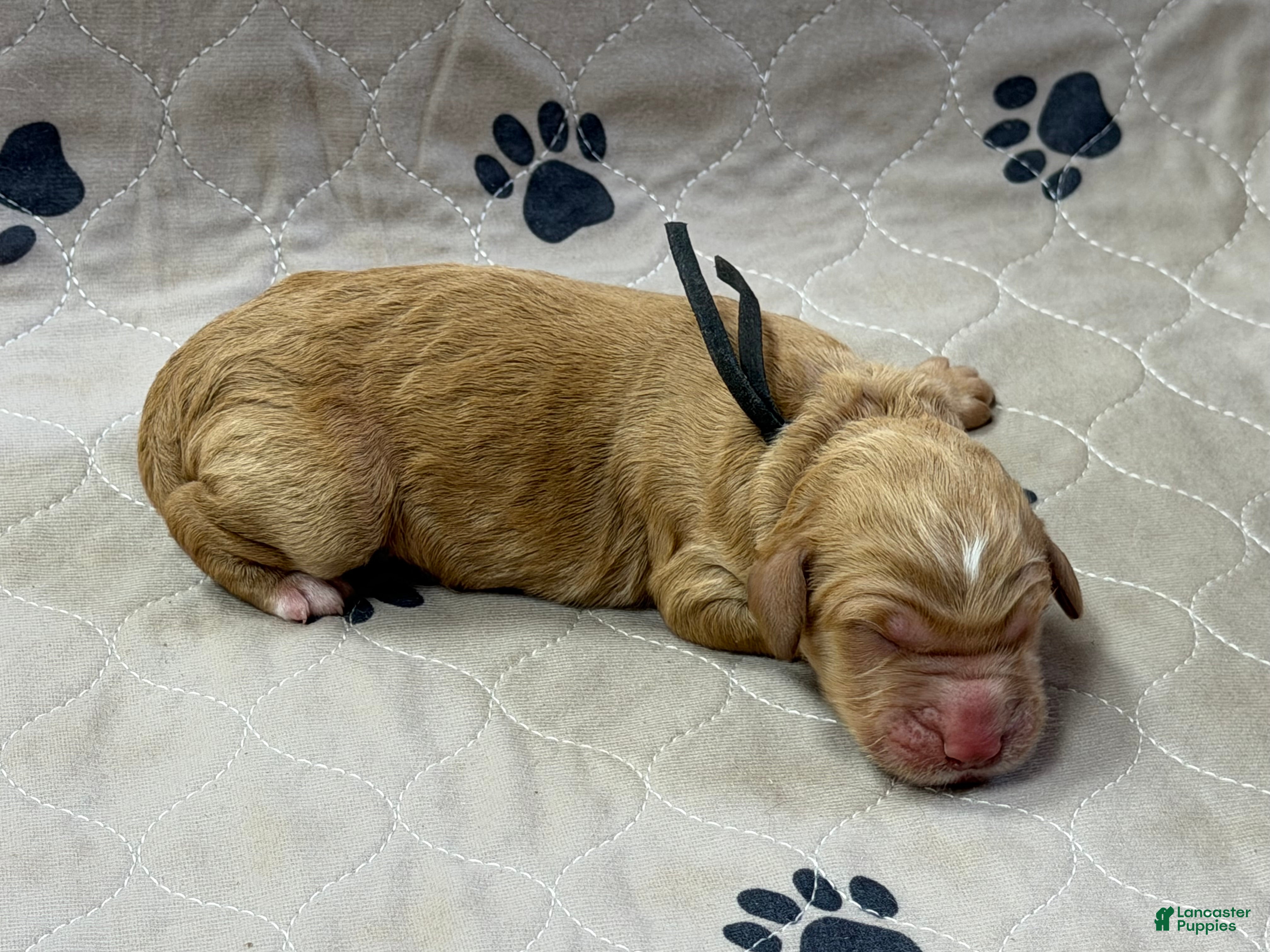 Goldendoodle dogs Black - Goldendoodle Puppy 2 - Ad 2