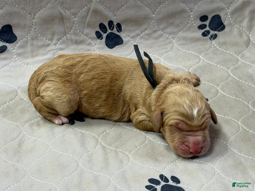 Goldendoodle dogs for sale: Black - Goldendoodle Puppy 2 - Ad 2