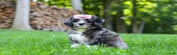 Bernedoodle dogs for sale: Willow - Ad 5