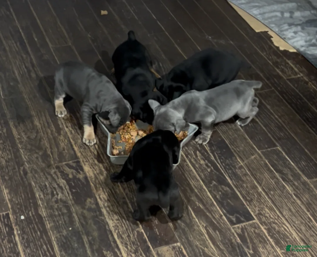 Cane Corso dogs for sale: Cane Corso Puppy 4 - Ad 1