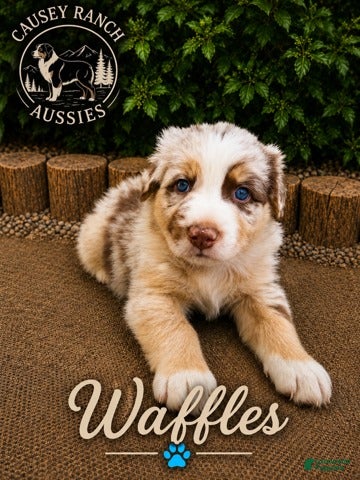 Australian Shepherd dogs Waffles — Male - Ad 1