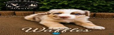 Waffles — Male