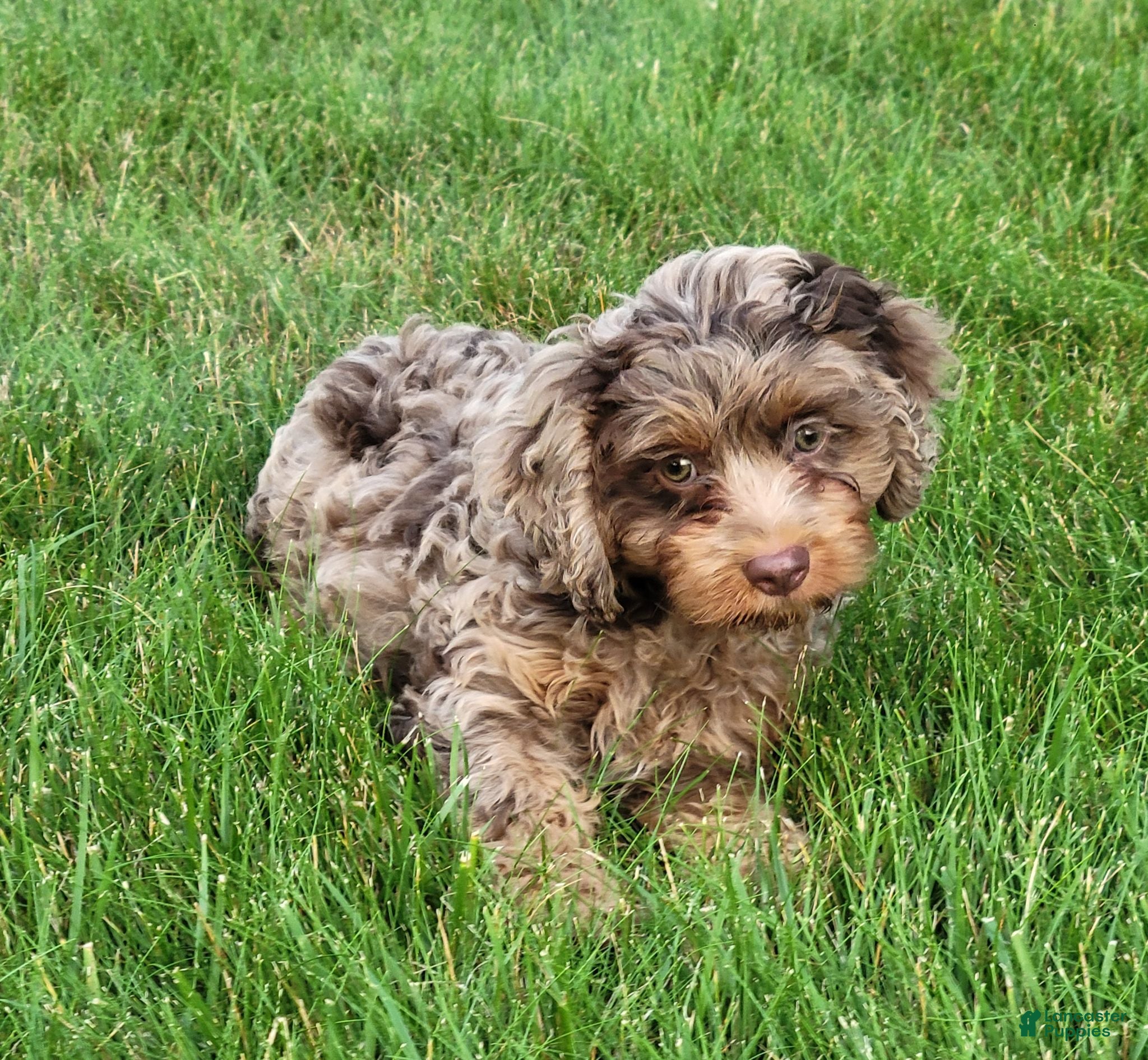Cavapoo dogs Oliver - Ad 2