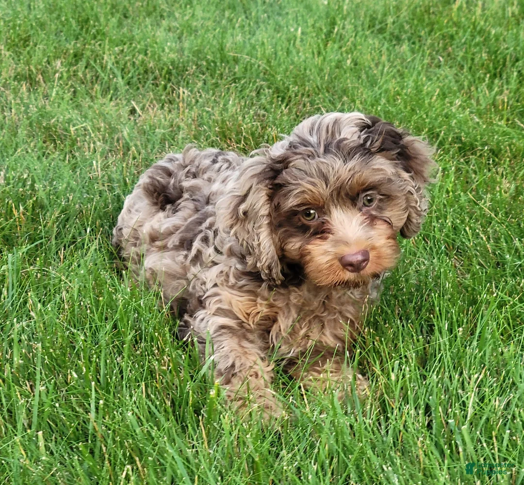 Cavapoo dogs for sale: Oliver2250 - Ad 2
