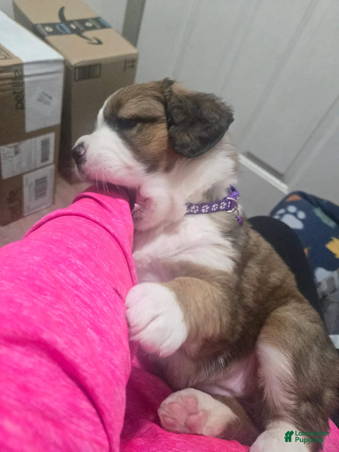 Mixed Breed dogs for sale: Princess - Ad 6