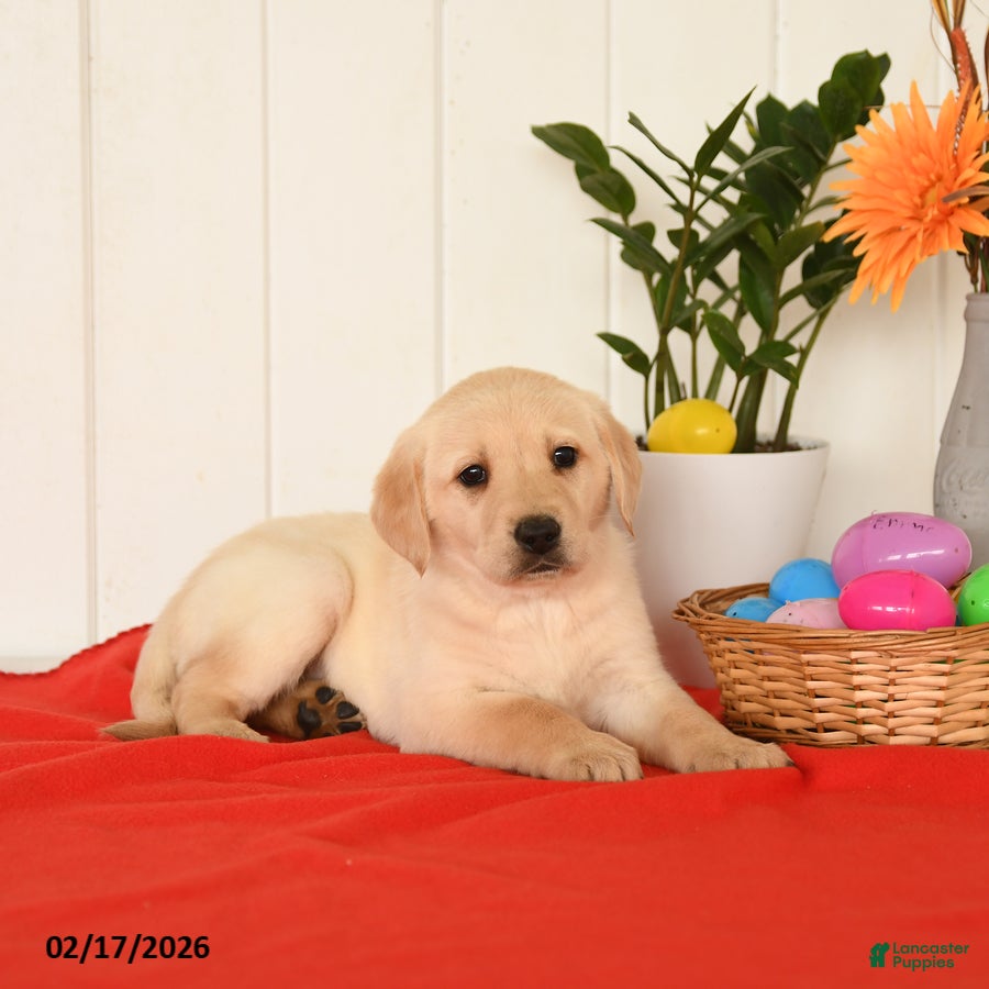 Goldador dogs Kassie - Ad 1