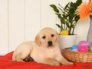 Goldador dogs for sale: Kassie - Ad 4