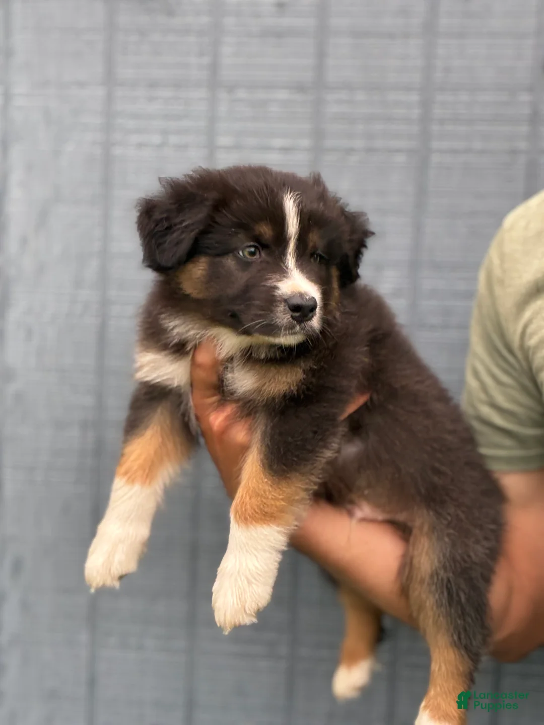 Australian Shepherd dogs for sale: Bronco - Ad 2