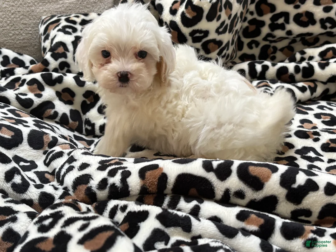Maltipoo dogs for sale: Magnolia  - Ad 10