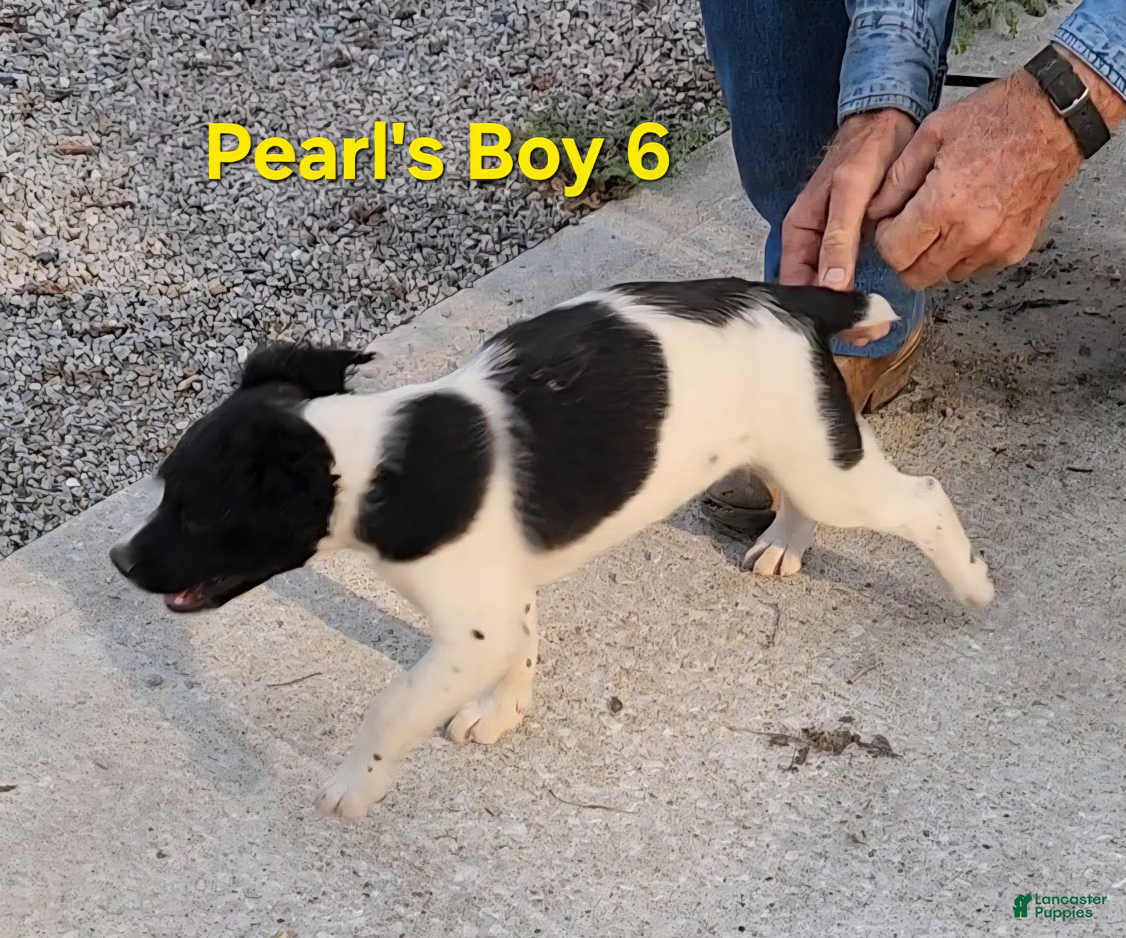 Brittany Spaniel dogs AKC/UKC French Brittany boy 6 - Ad 2