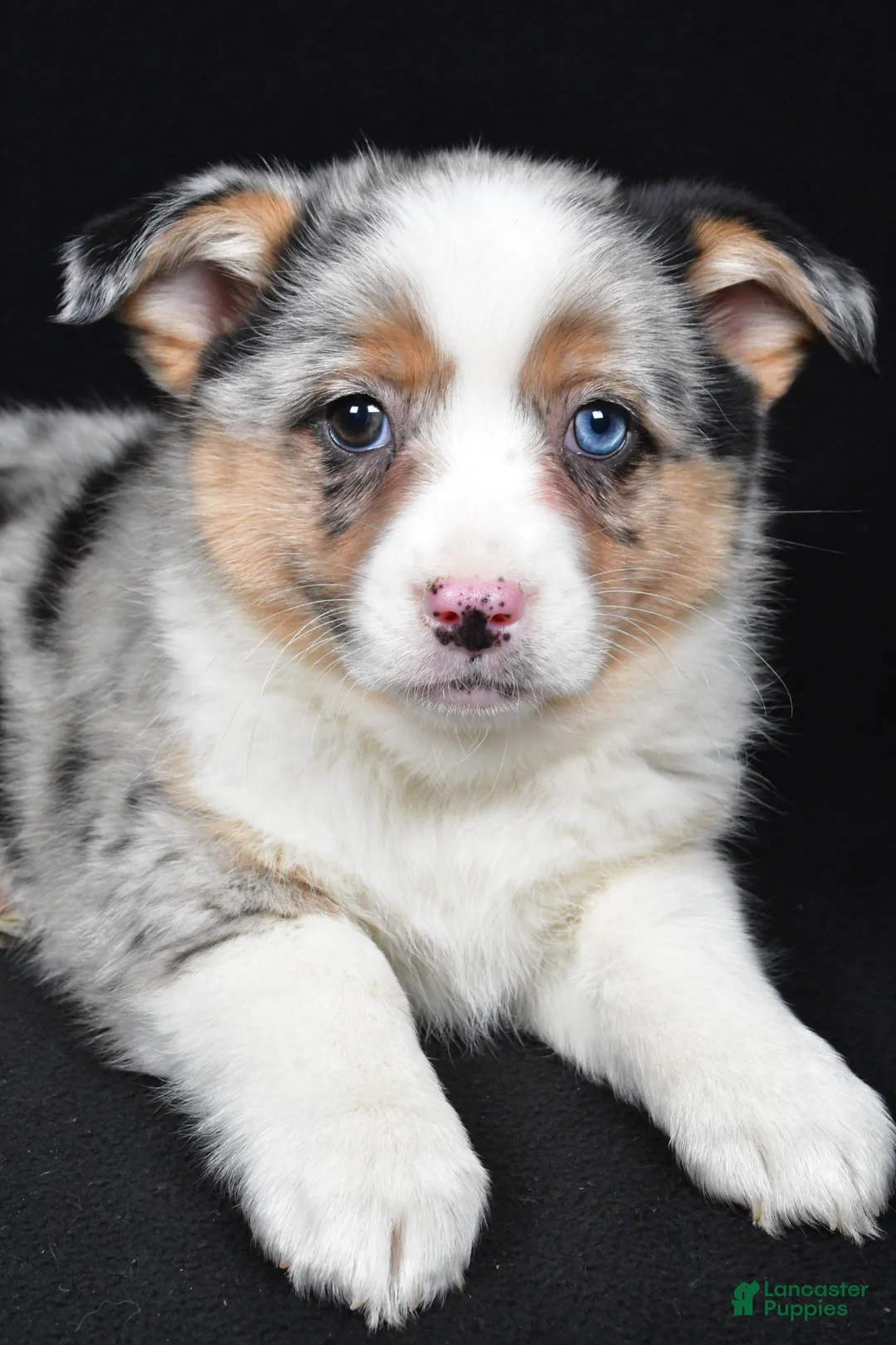 Mixed Breed dogs for sale: Polly - Ad 7