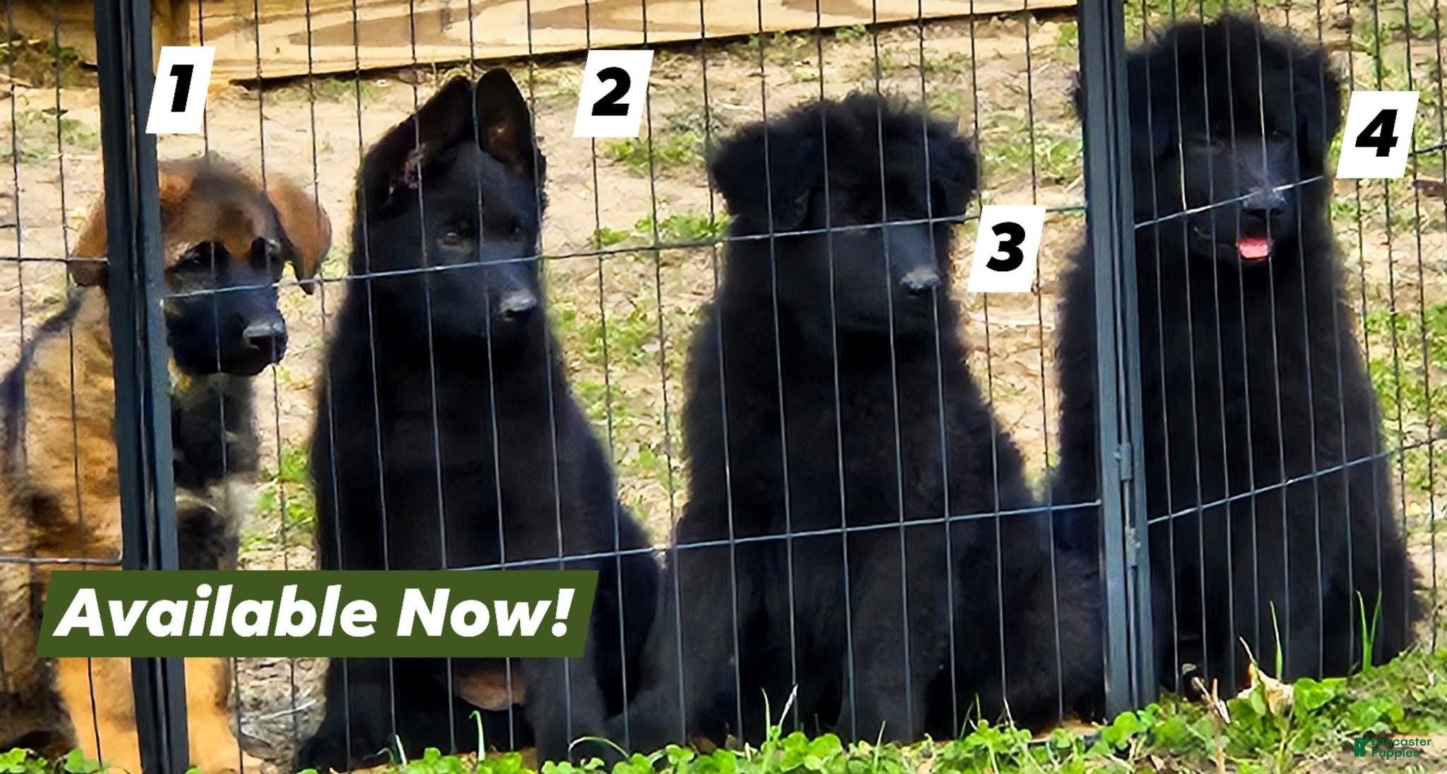 German Shepherd dogs German Shepherd Puppy 4 - Ad 1