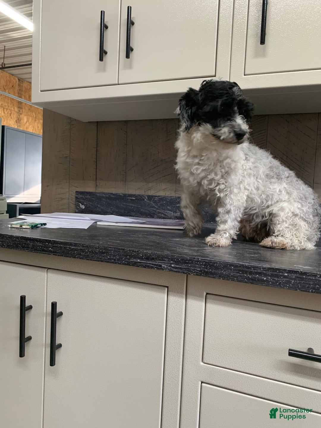 Havanese dogs for sale: Zoey - Ad 3