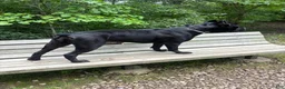 Cane Corso dogs for sale: Corso(Yellow collar) - Ad 6