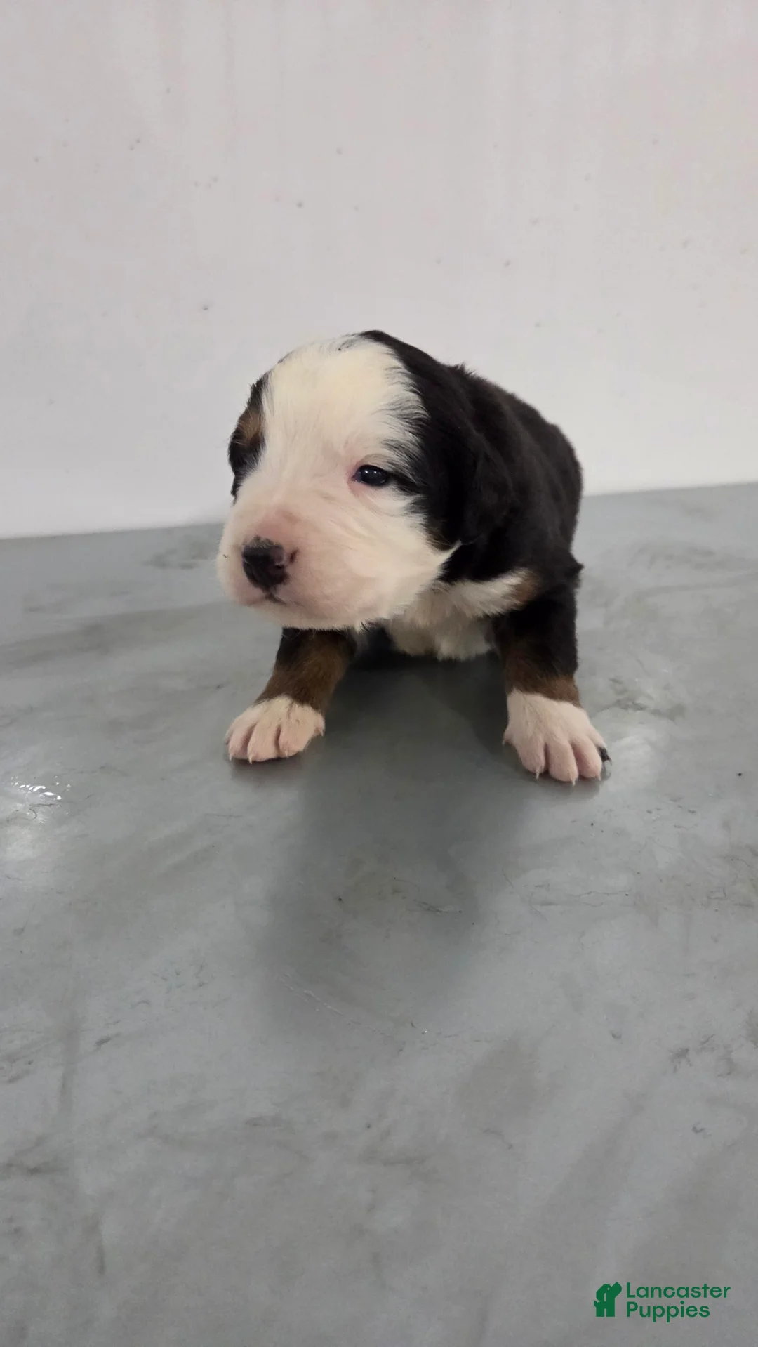 Bernese Mountain Dog dogs for sale: Bernese Mountain Dog Puppy 5 - Ad 2