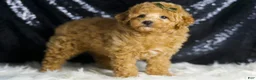 Toy Poodle dogs for sale: Mannie - Ad 3
