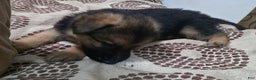German Shepherd dogs for sale: Ace (2) - Ad 2