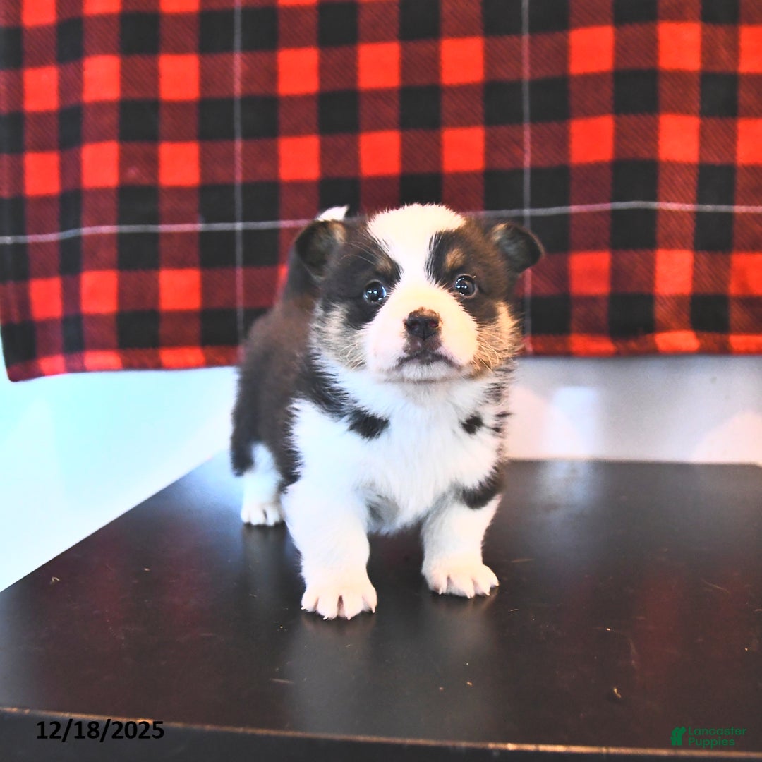 Welsh Corgi Pembroke dogs for sale: Graham  - Ad 2