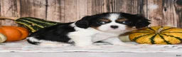 Cavalier King Charles Spaniel dogs for sale: Comet - Ad 10