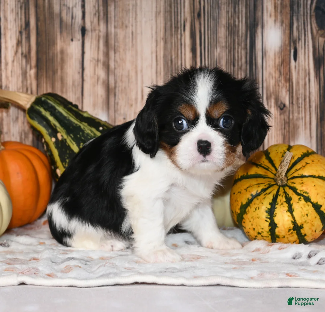 Cavalier King Charles Spaniel dogs for sale: Comet - Ad 10