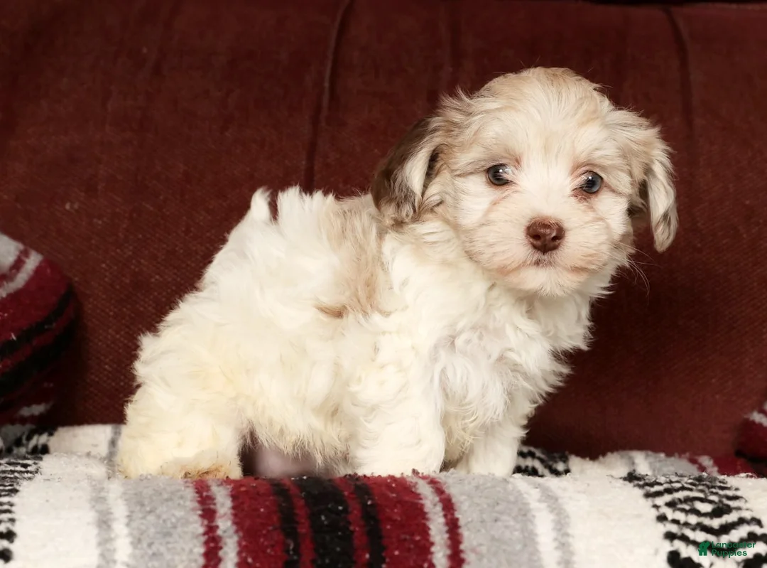 Havapoo dogs for sale: Biscuit - Ad 5