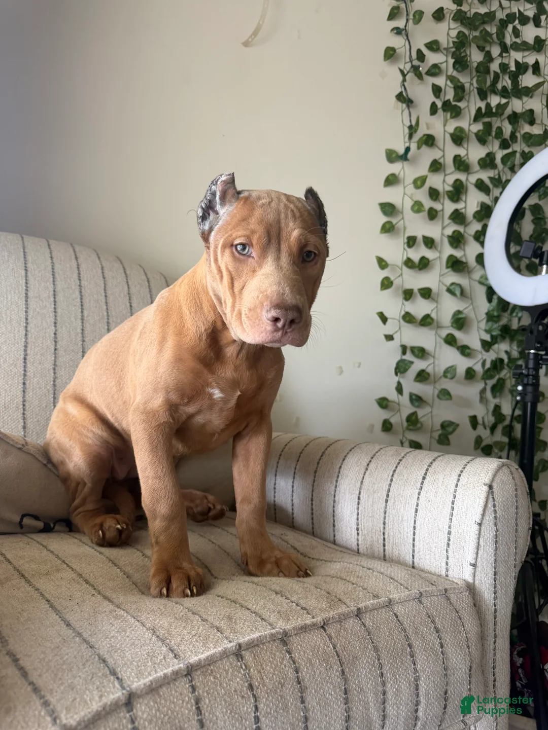 American Bully dogs for sale: Nala - Ad 2