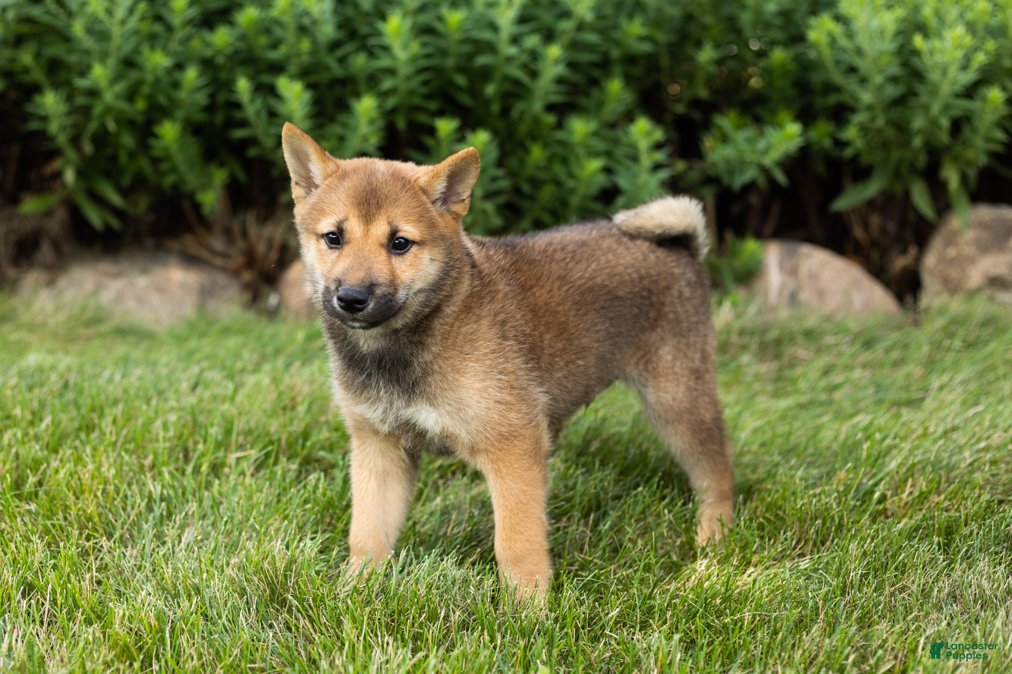 Shiba Inu dogs Brent  - Ad 33