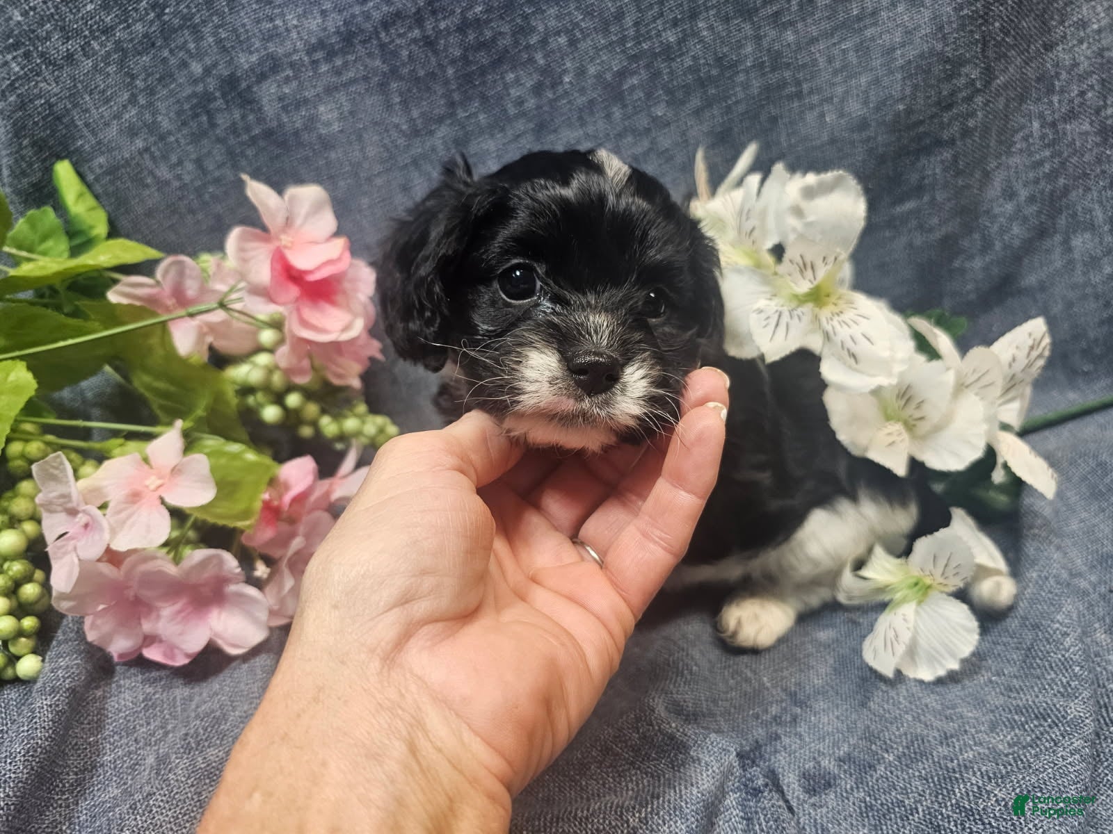 Cavapoo dogs Kallie (Female) - Ad 1