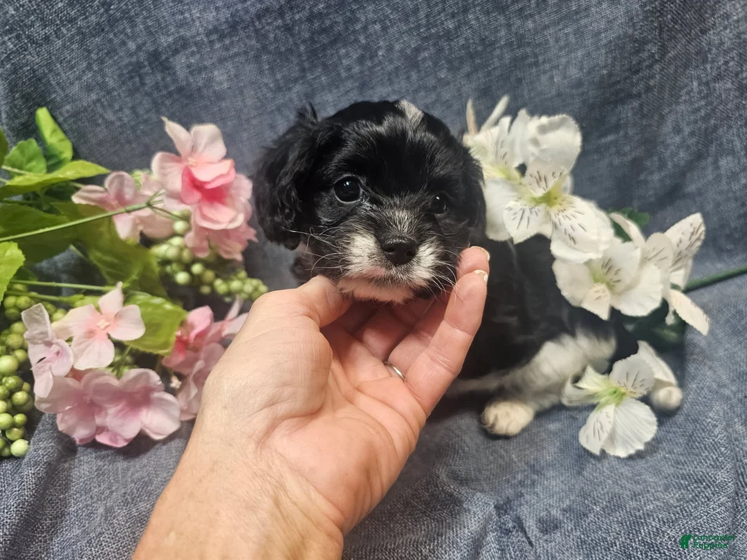 Cavapoo dogs for sale: Kallie (Female) - Ad 4