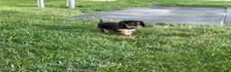 Cavalier King Charles Spaniel dogs for sale: Hazy Cavalier King Charles Spaniel  - Ad 5