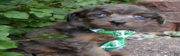 Mini Aussiedoodle dogs for sale: Mini Axel - Ad 12