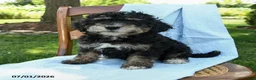 Mini Bernedoodle dogs for sale: Cleo - Ad 8