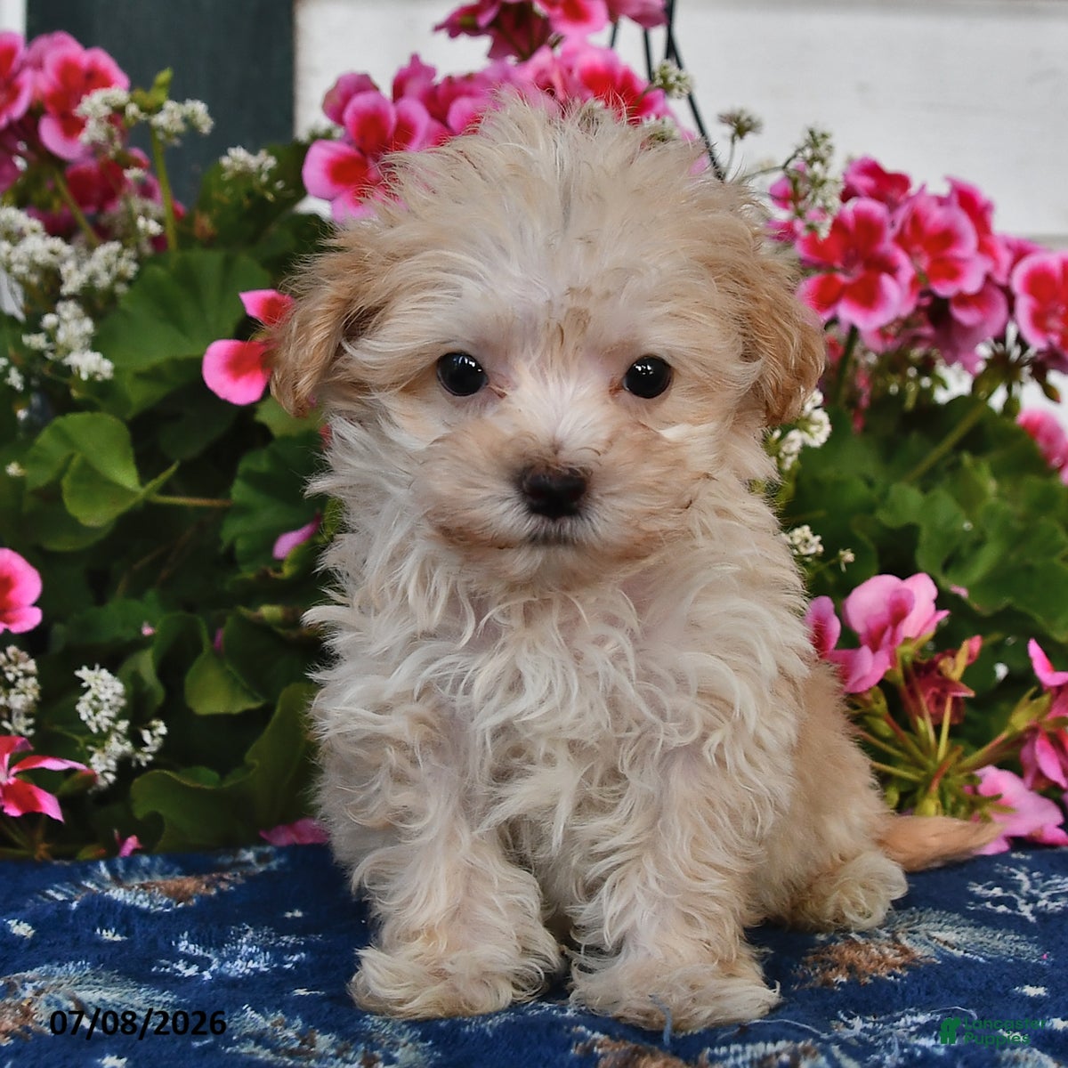 Maltipoo dogs Shadow - Ad 2