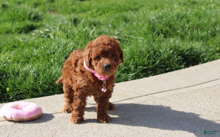 Bichpoo dogs Freya  - Ad 1