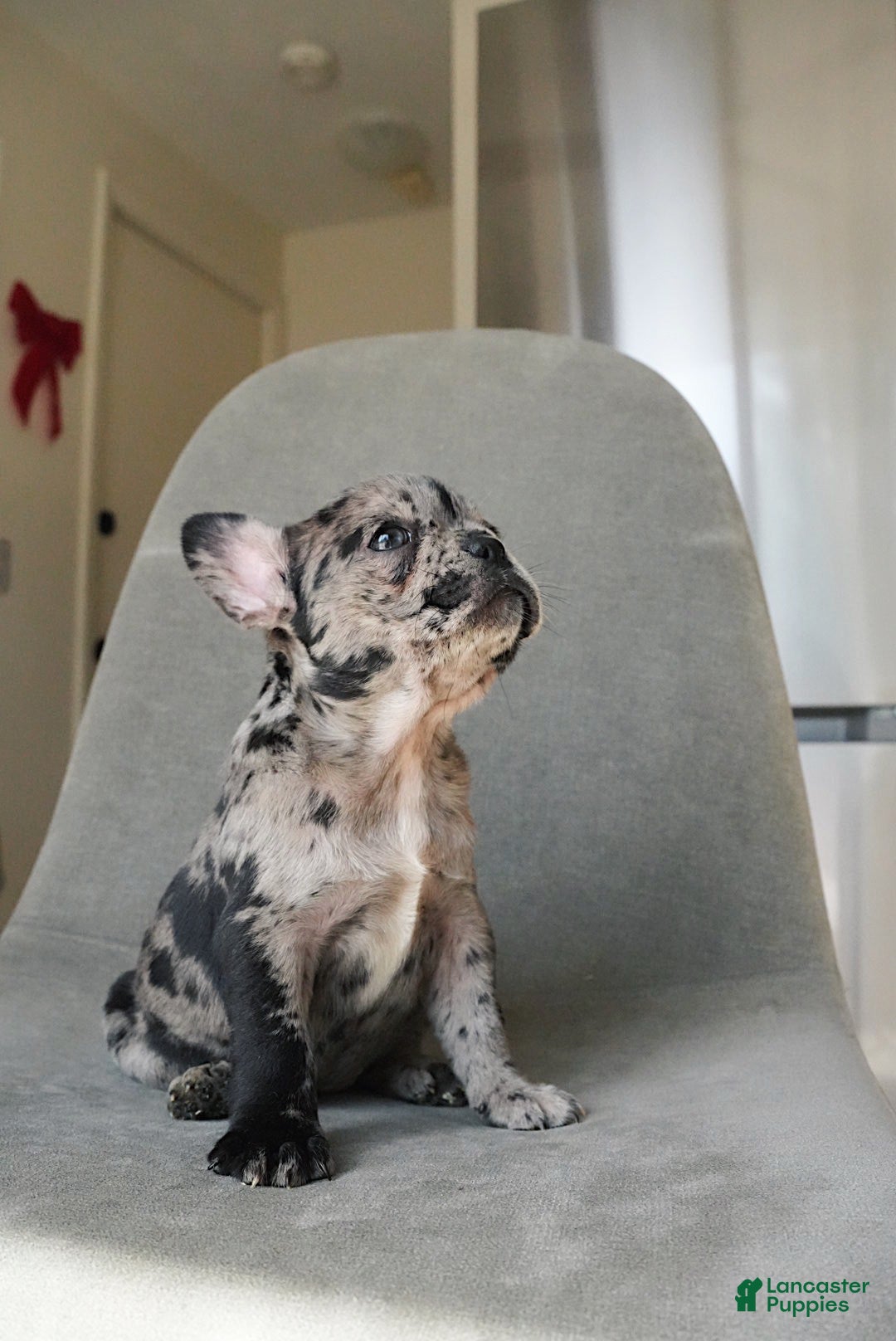 French Bulldog dogs for sale: Stormi - Ad 1