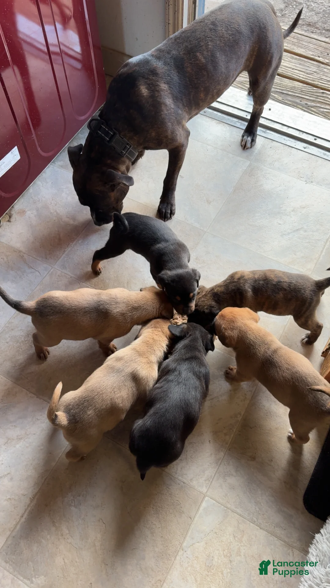 Mixed Breed dogs for sale: Mixed Breed Puppy 1 - Ad 8
