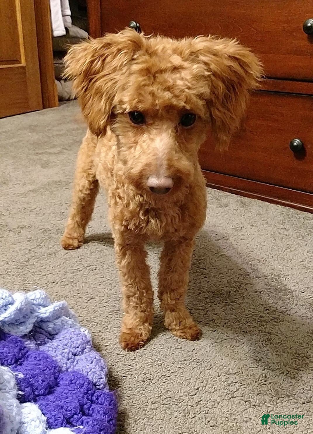 Murphy