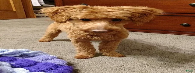 Murphy