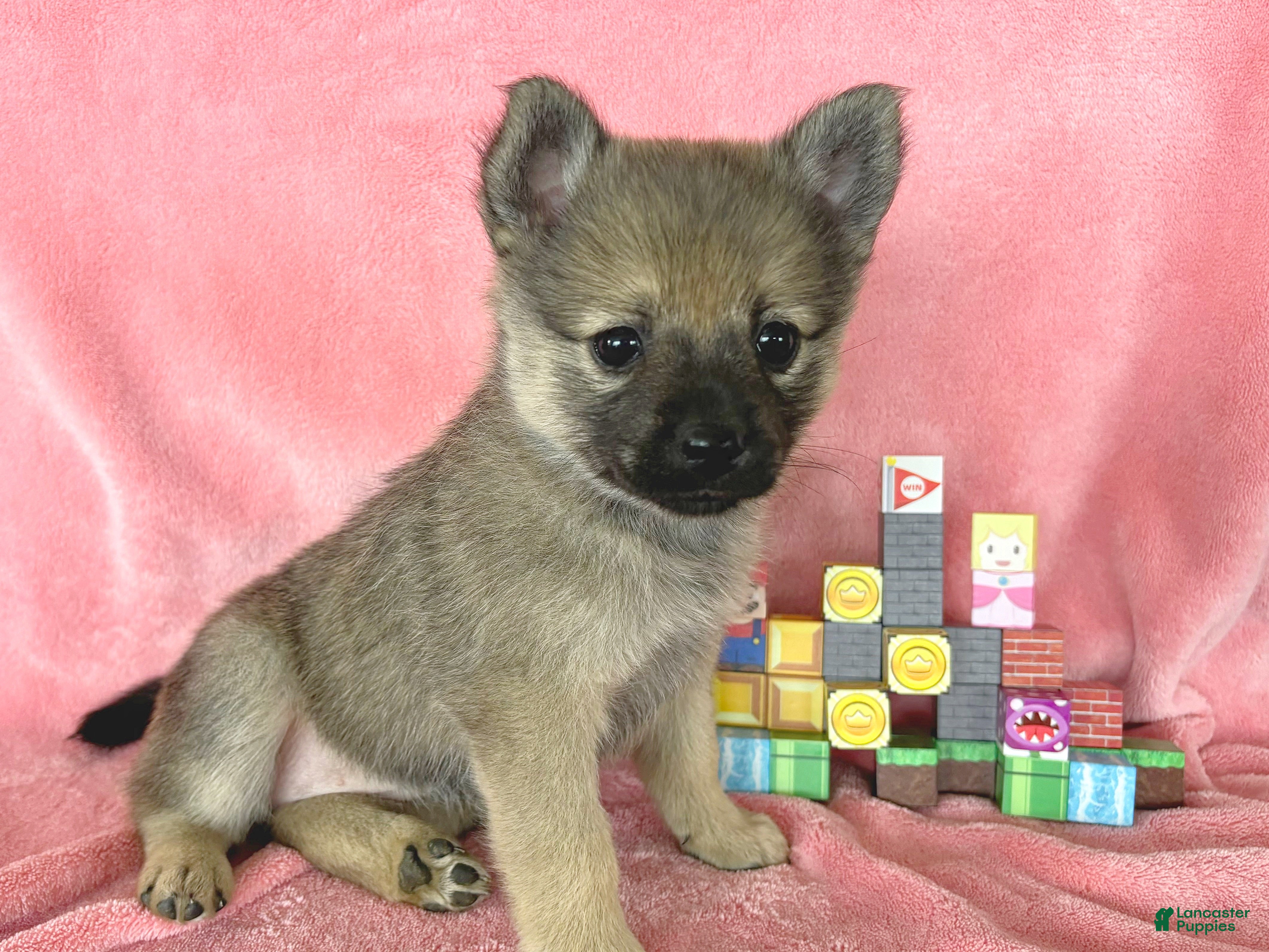 Mixed Breed dogs Princess Peach - Ad 1