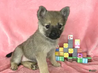 Mixed Breed dogs for sale: Princess Peach - Ad 1