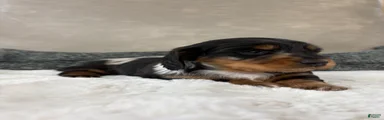 Dachshund Puppy 2