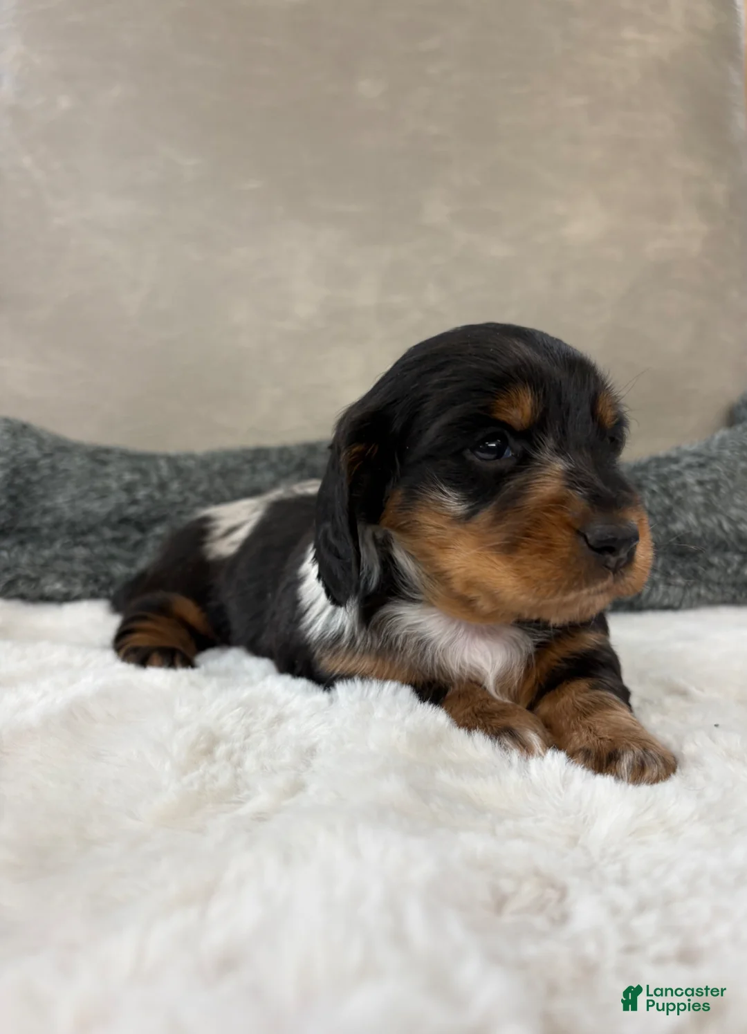 Dachshund dogs for sale: Dachshund Puppy 2 - Ad 1