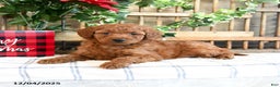 Mini Goldendoodle dogs for sale: Winter  - Ad 2