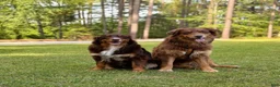 Australian Shepherd dogs for sale: Australian Shepherd 2 - Ad 3