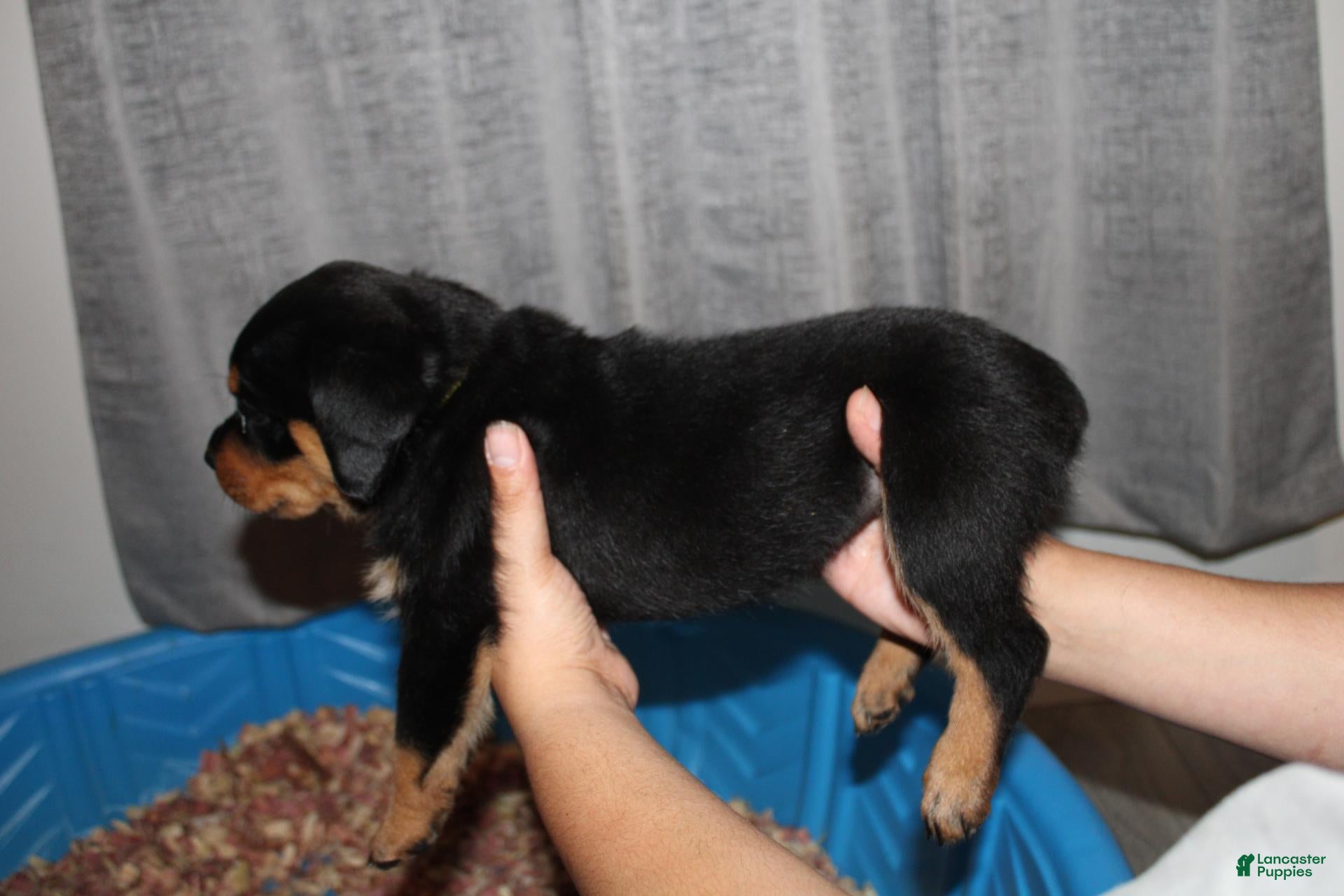 Rottweiler dogs Ms. Yellow  - Ad 2