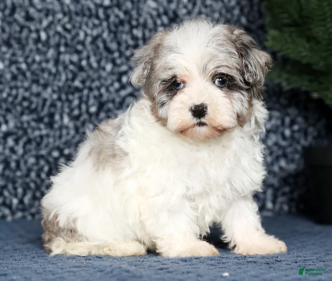 Havapoo dogs for sale: James - Ad 4