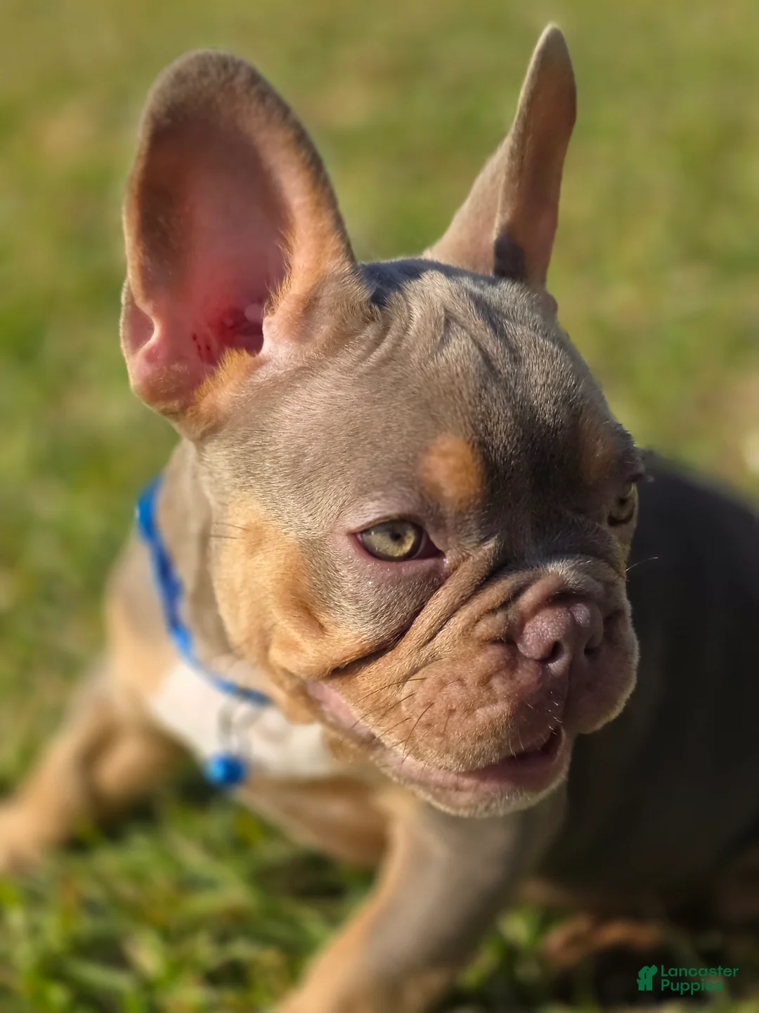 French Bulldog dogs for sale: AKC French Bulldog 💙 Blue Blaze  - Ad 2