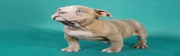 American Bully dogs for sale: Black Brindle Merle Female - Ad 12