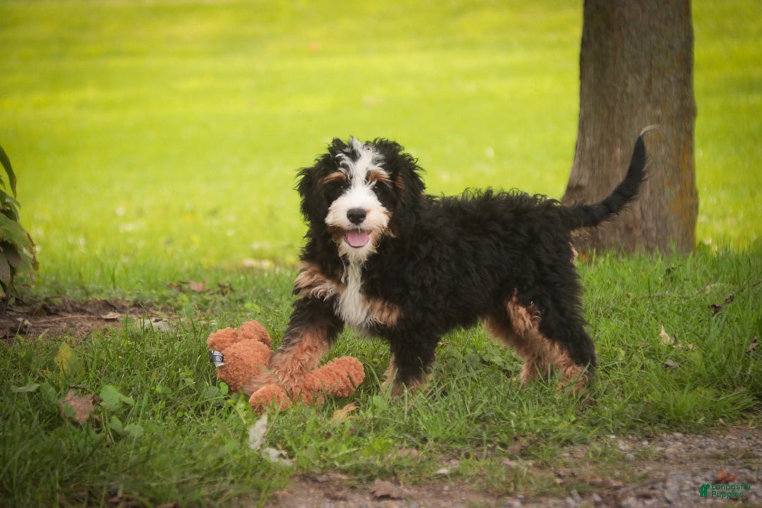 Mini Bernedoodle dogs Mooney Mini Bernedoodle  - Ad 2